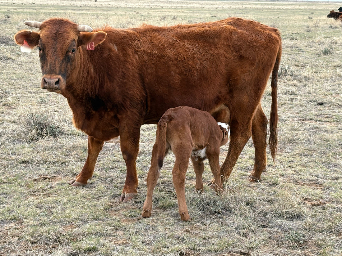 Is Grass-Fed Beef Really Healthier?