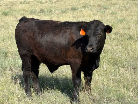 how much meat is Quarter cow