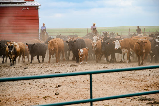 order locally raised beef bundle
