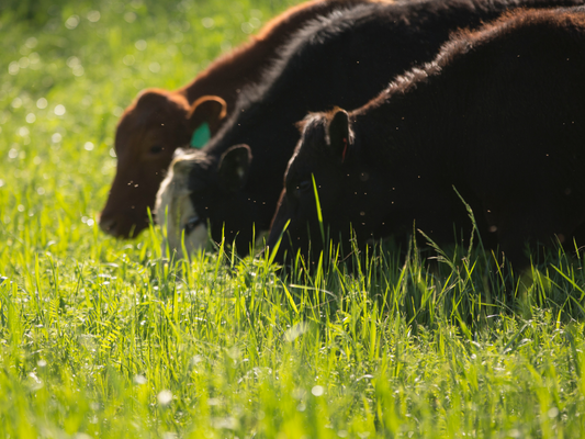 What is the Best Grass Fed Beef in Colorado?