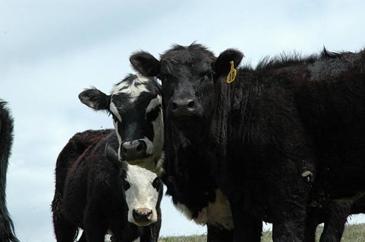 Top Colorado Ranches Offering Custom-Cut Grass-Fed Black Angus Beef