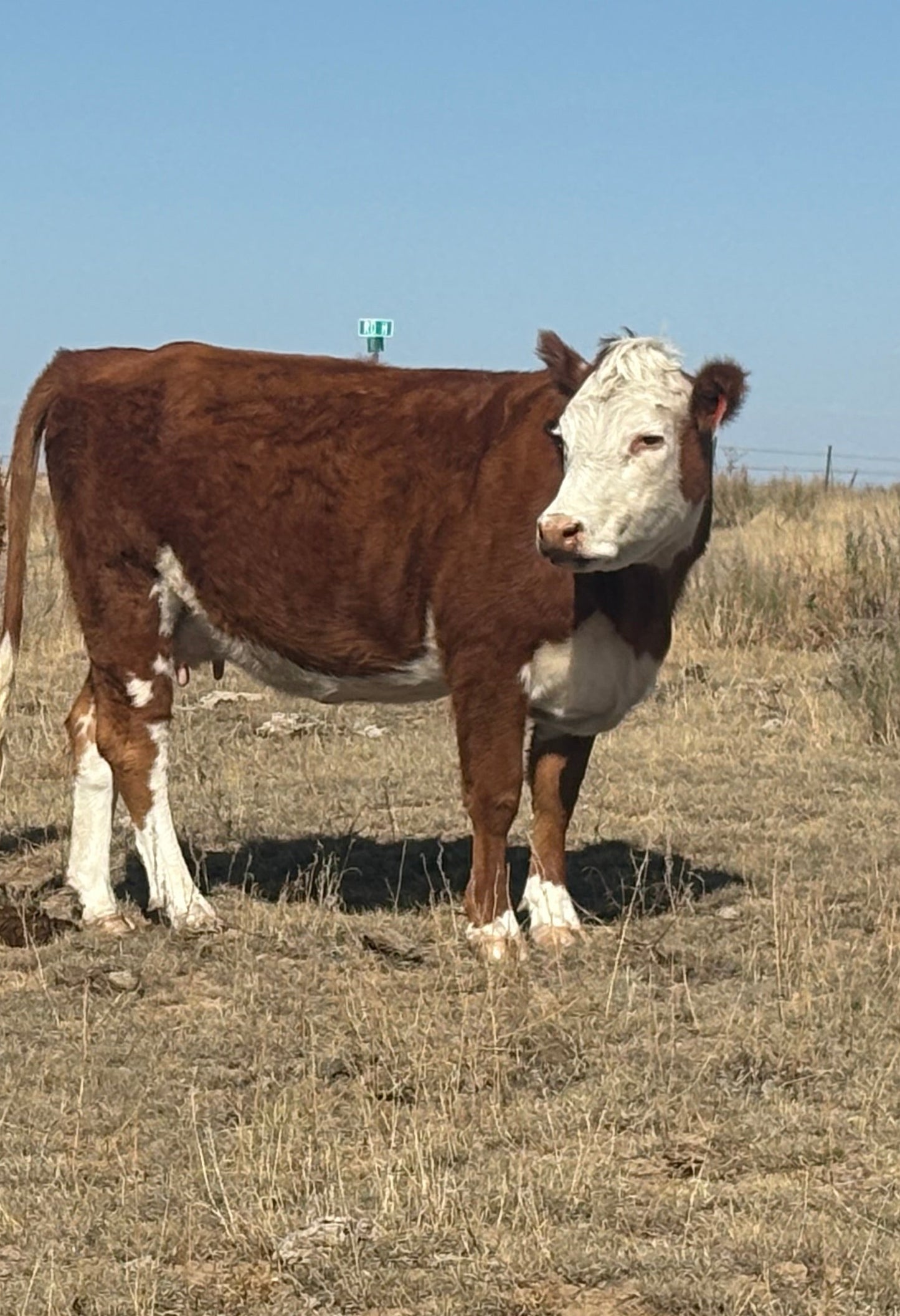 A Mini Herford heifer from Winters Ranch, LLC stands on dry grass in an open field beneath a clear blue sky, with a distant green road sign in the background.