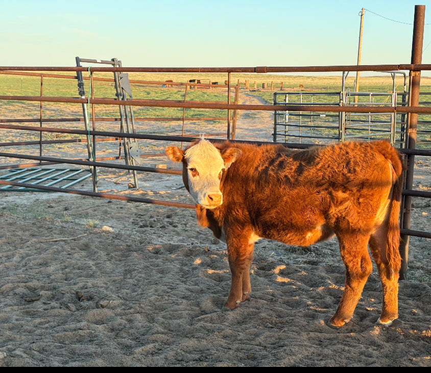 A Miniature Hereford heifer from Winters Ranch, LLC stands in a sandy pen with metal fencing on a sunny day, open fields and farm equipment visible in the background.