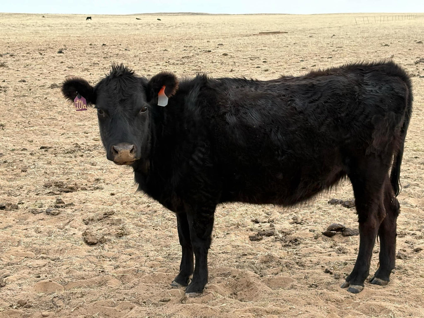 A Winters Ranch, LLC Mini Lowline Heifer with ear tags stands on dry, sandy ground in an open landscape, with a few distant cows visible in the background.