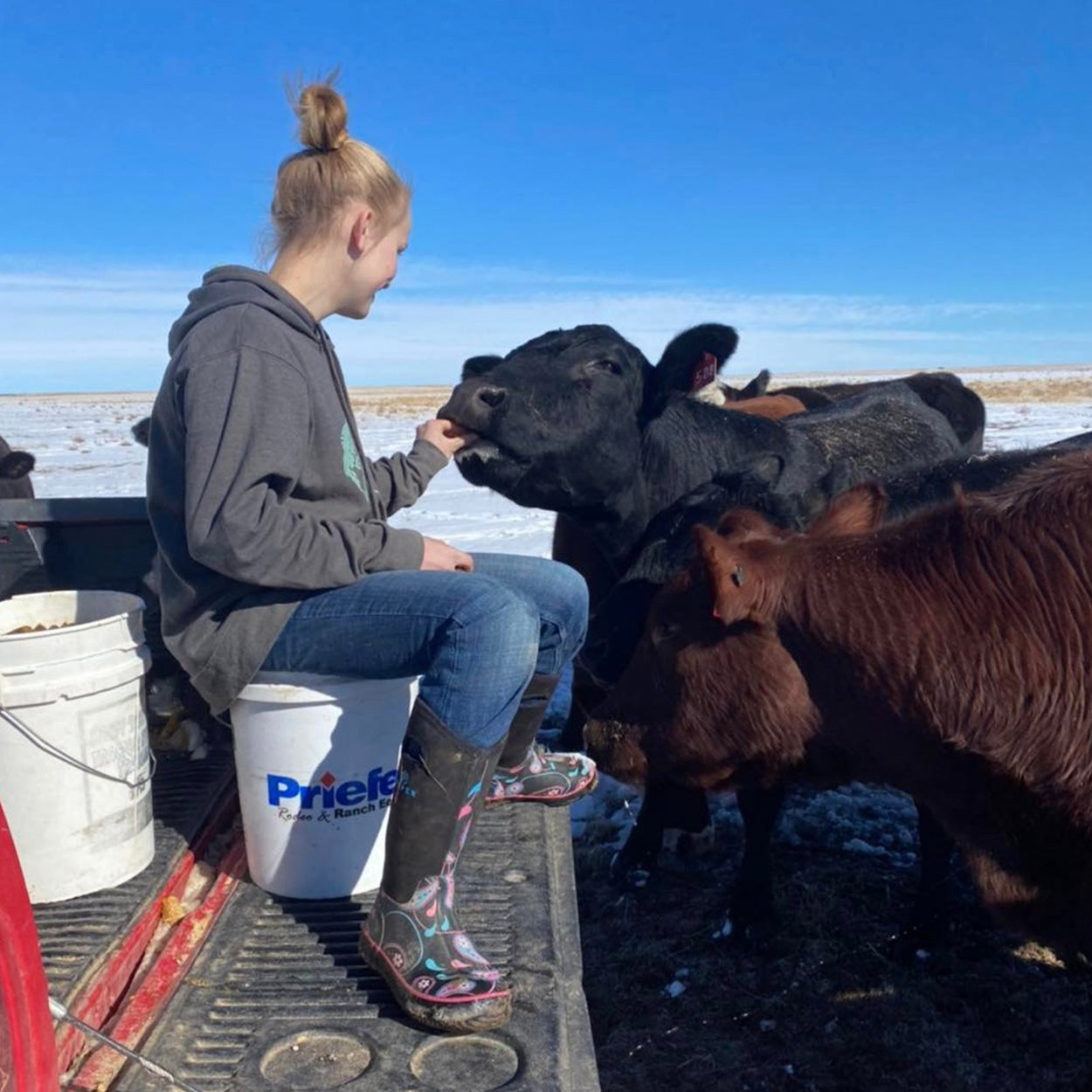 feeding the cows on our ranch