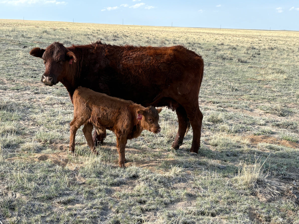 colorado beef company