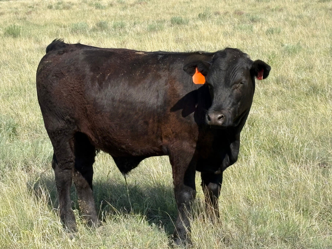 how much meat is Quarter cow
