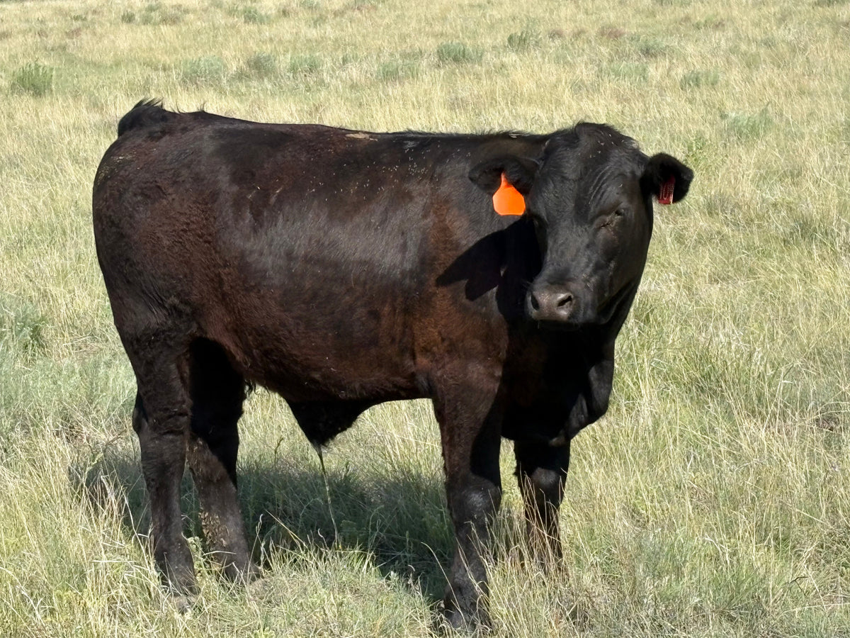 how much meat is Quarter cow