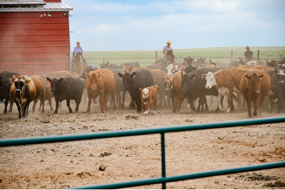 order locally raised beef bundle