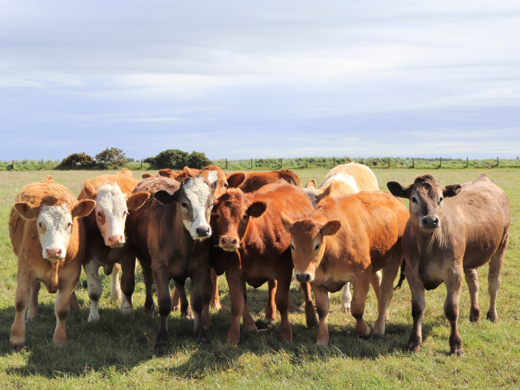 What Is the Difference Between Grass-Fed Beef and Regular Beef?