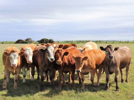 What Is the Difference Between Grass-Fed Beef and Regular Beef?