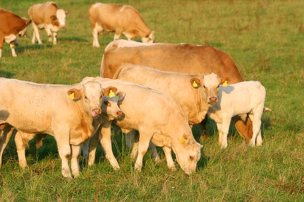 Why is it hard to find grass-fed beef in Colorado?