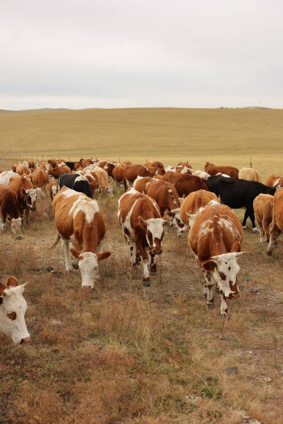 A herd of brown and white cows grazes on dry grass in an open field beneath a cloudy sky, with rolling hills visible in the background.