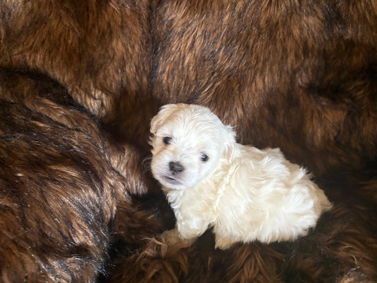Maltese puppies