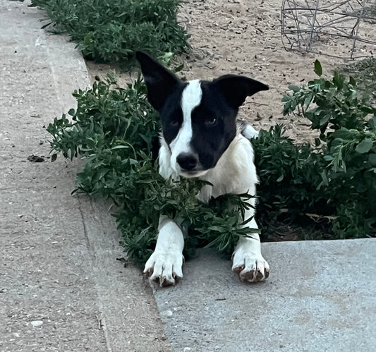 ABCA Registered Bordercollies puppies