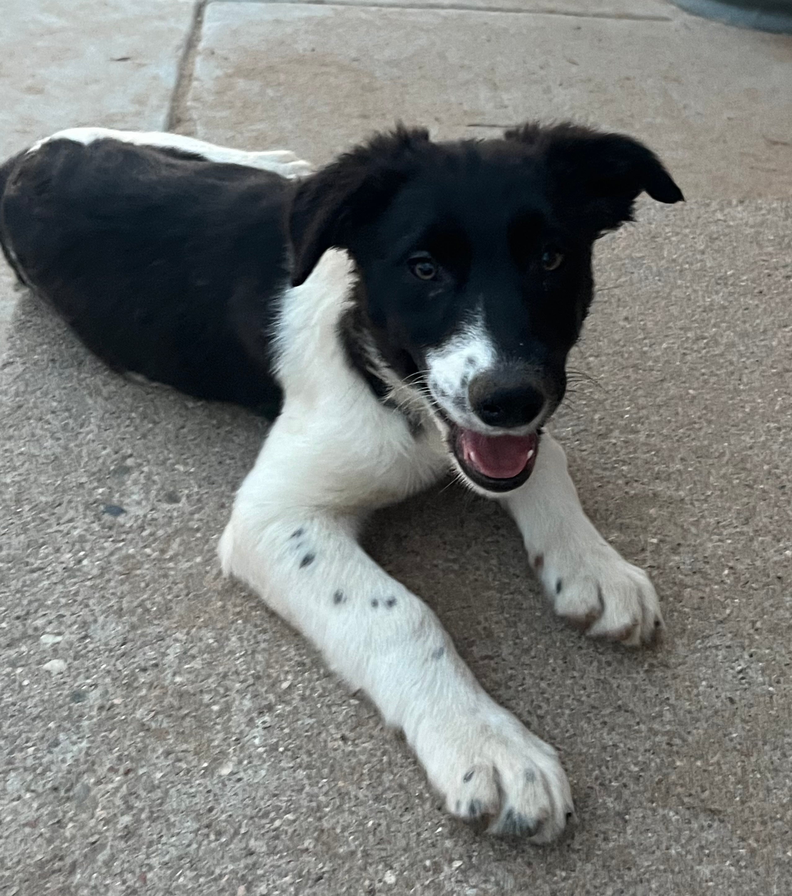 Black collie puppy shops