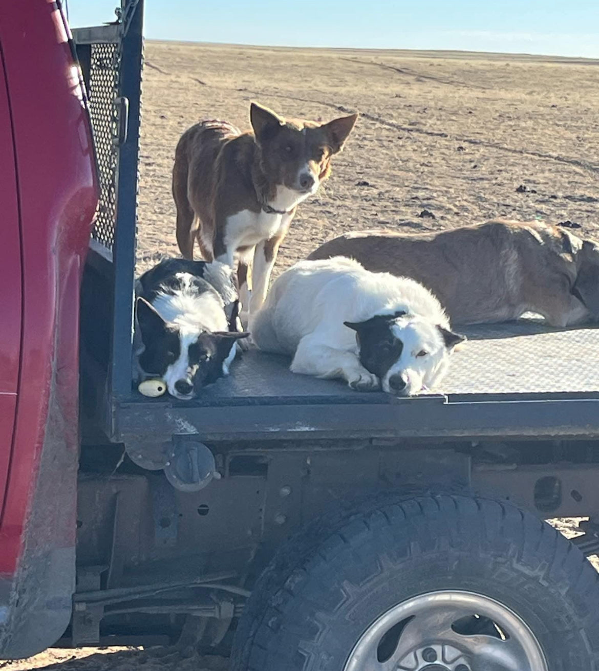 ABCA Registered Bordercollies puppies