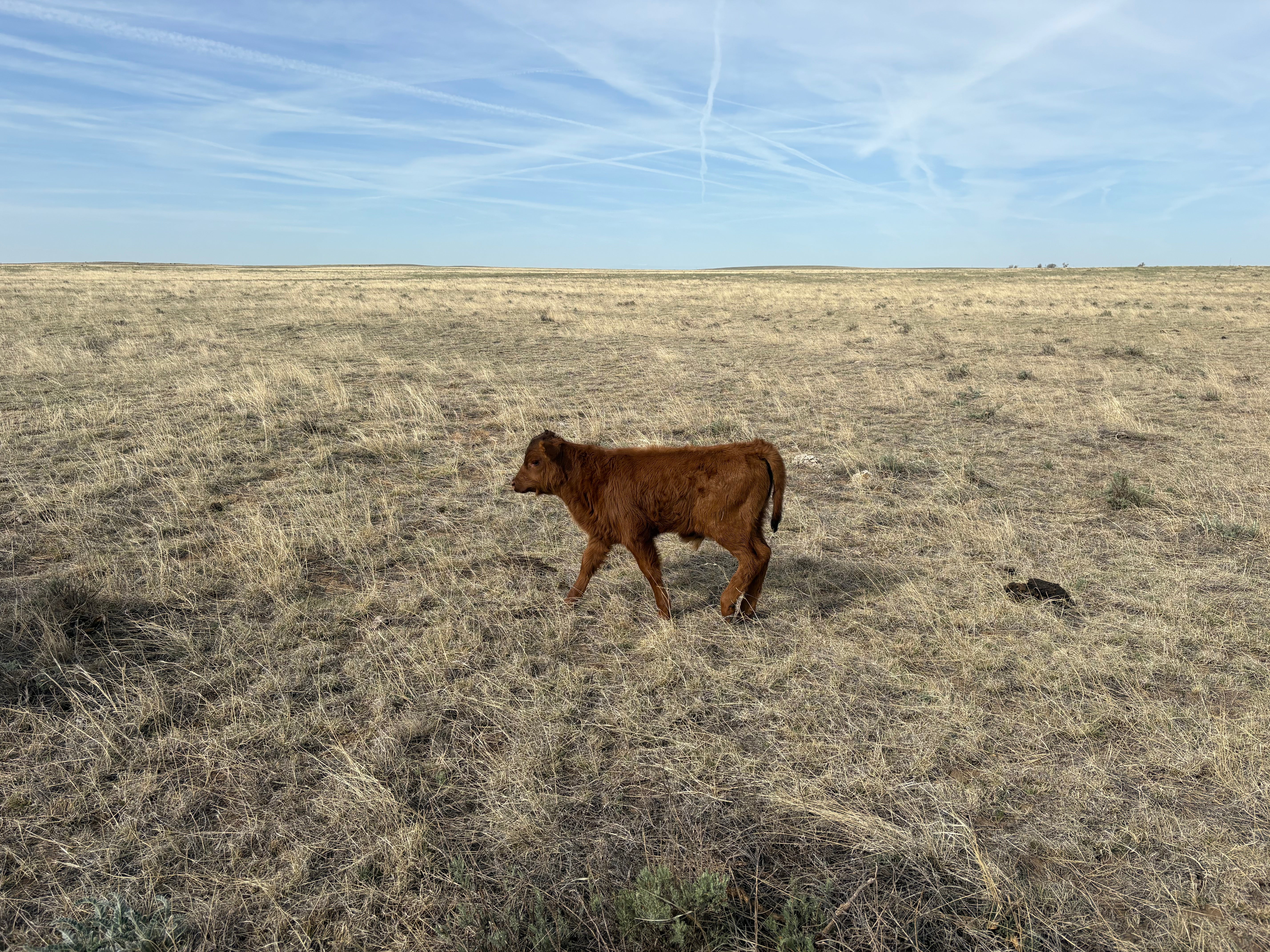 beautiful-dark-jersey-cow