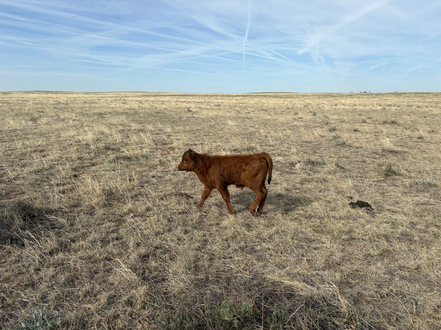 Highlander Bull calf