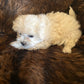 A small, fluffy Bichon puppy from winterscattleranch lies on a soft, dark brown blanket, looking relaxed and cozy—a perfect example of adorable Bichon puppies for sale.