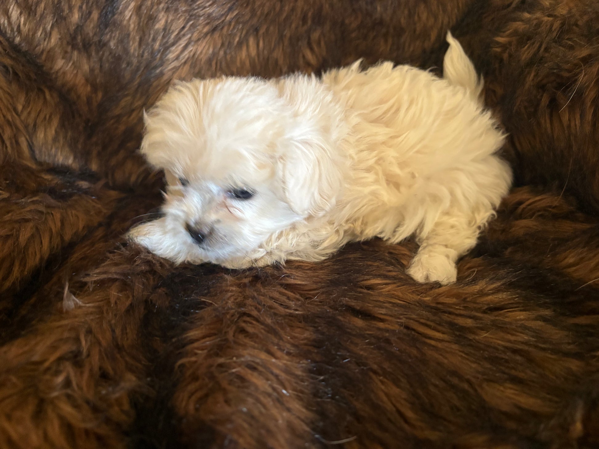 A small, fluffy Bichon puppy from winterscattleranch lies on a soft, dark brown blanket, looking relaxed and cozy—a perfect example of adorable Bichon puppies for sale.