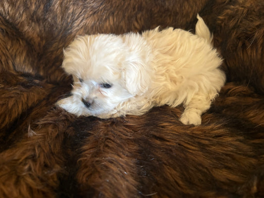 A small, fluffy Bichon puppy from winterscattleranch lies on a soft, dark brown blanket, looking relaxed and cozy—a perfect example of adorable Bichon puppies for sale.