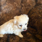 A fluffy cream-colored Bichon puppy from winterscattleranch sits on a rich brown furry blanket, looking to the side with its tongue out.