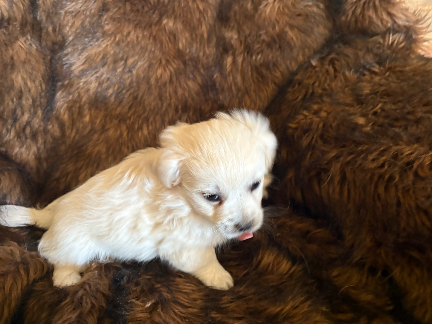 A fluffy cream-colored Bichon puppy from winterscattleranch sits on a rich brown furry blanket, looking to the side with its tongue out.