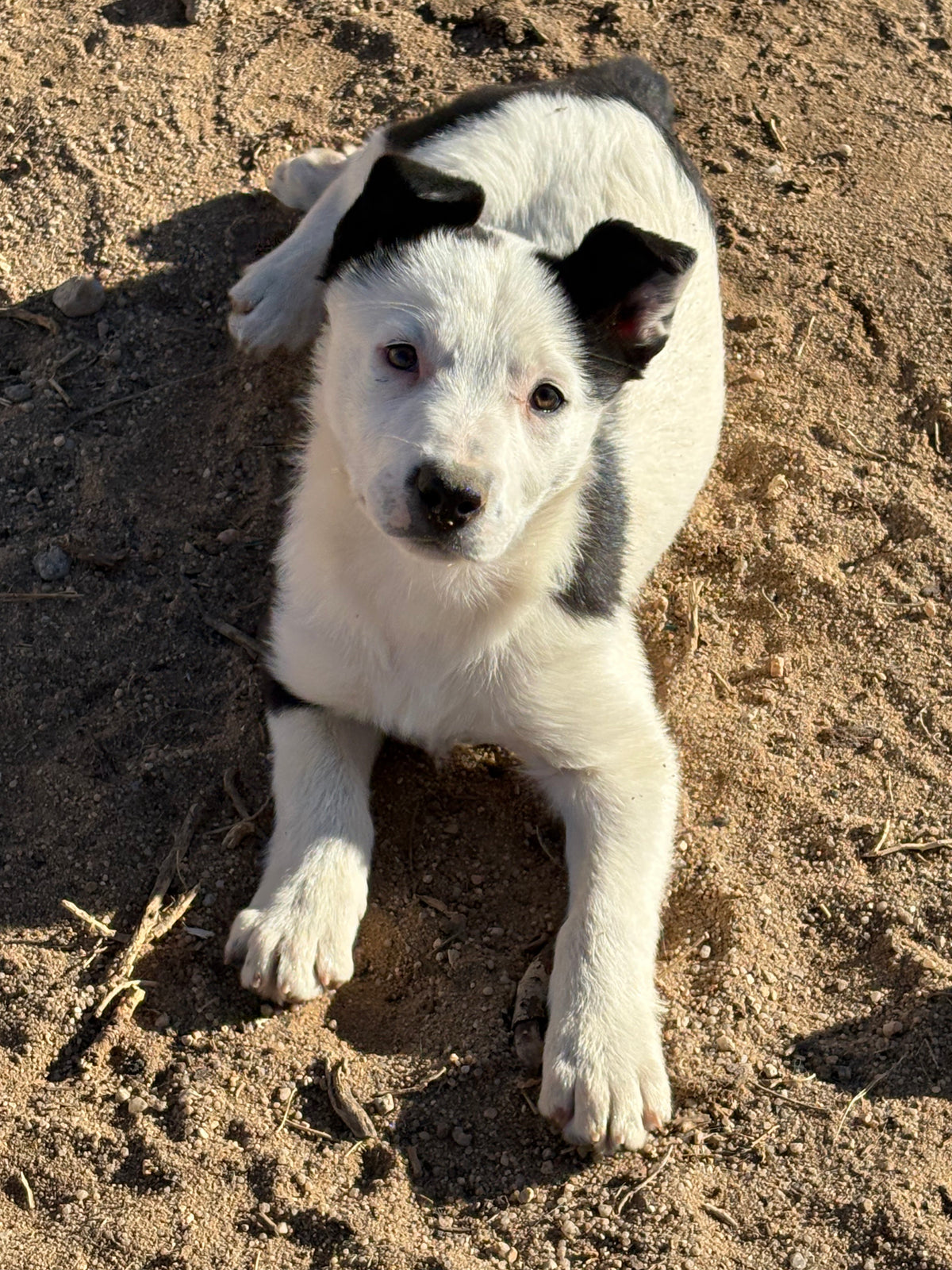 A small white puppy with black spots lies on sandy ground, looking up towards the camera with its ears perked and front legs stretched out.
