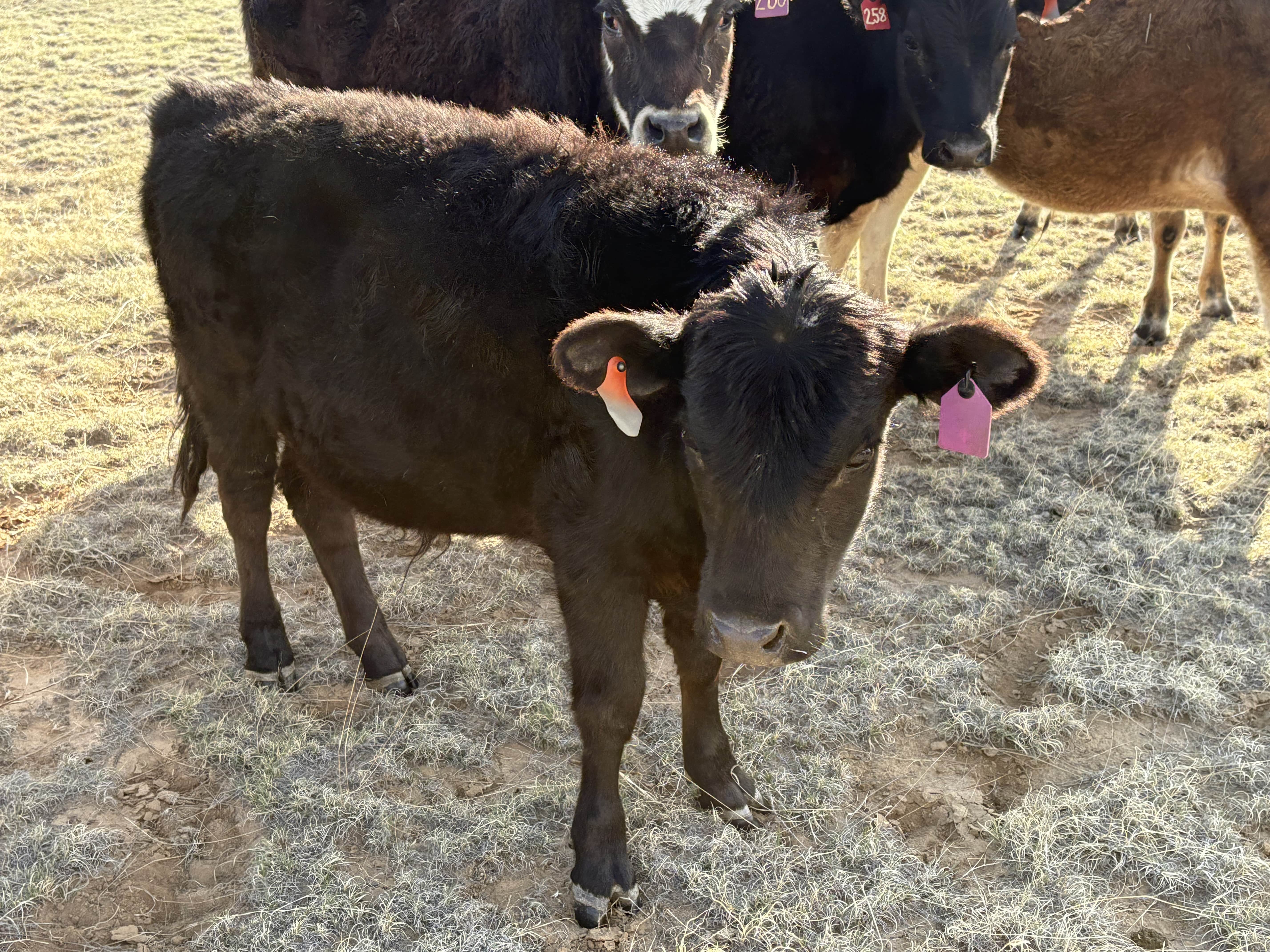 miniature-lowline-yearling-bull