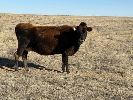 Beautiful Dark Jersey Milking Cow
