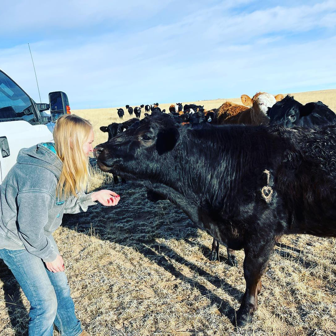 saying hello to a curious cow on our cattle ranch