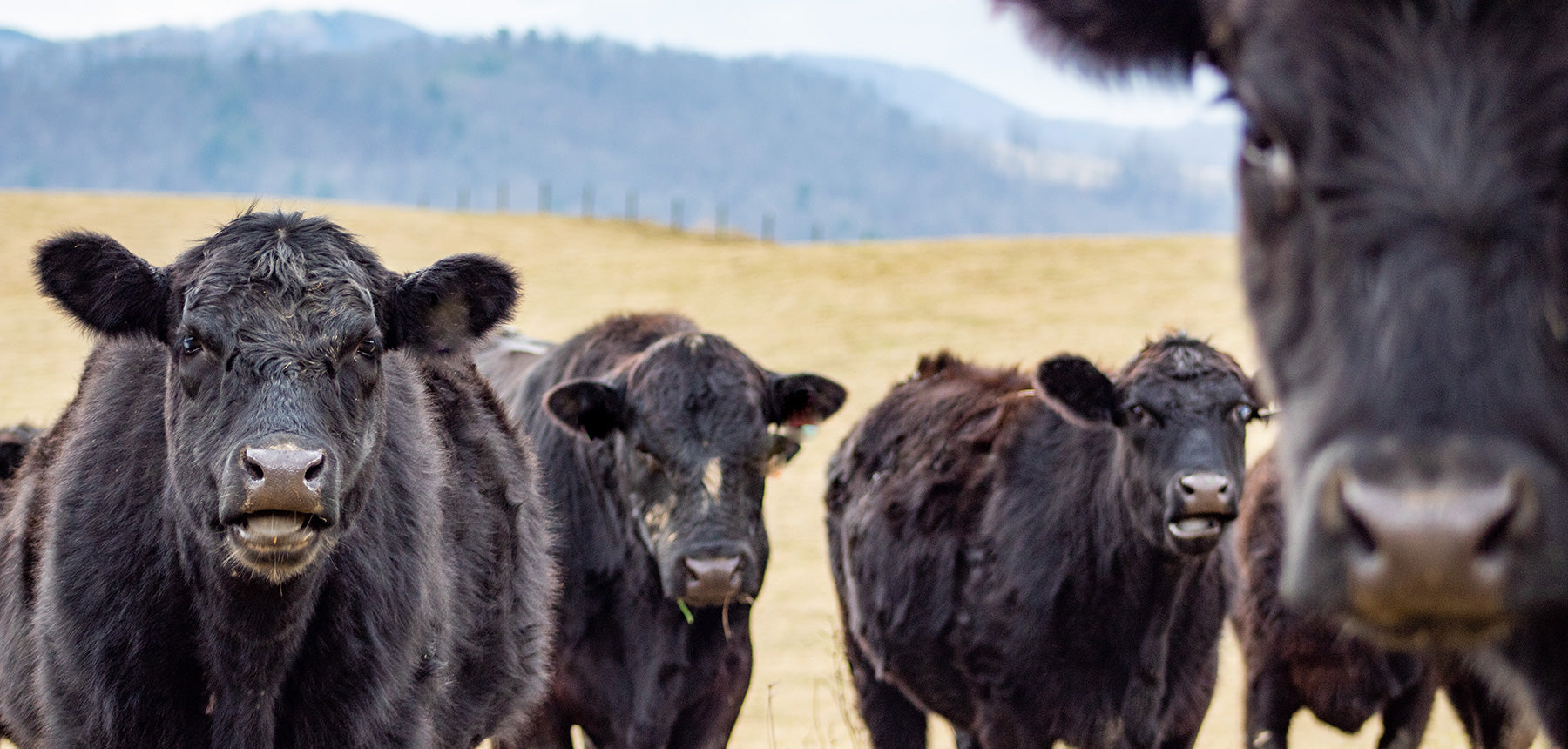 herd of black angus cows looking at the camera