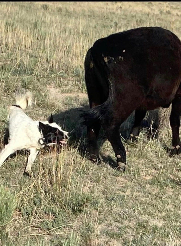 Border collie working cattle at Winters Ranch