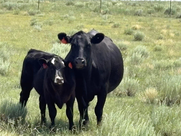 Cow and calf on pasture at Winters Ranch