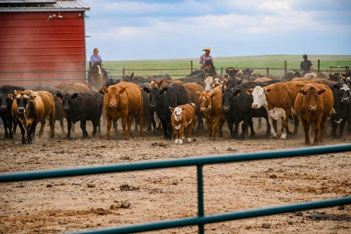 Winters Ranch crew working cattle on horseback beside the red barn