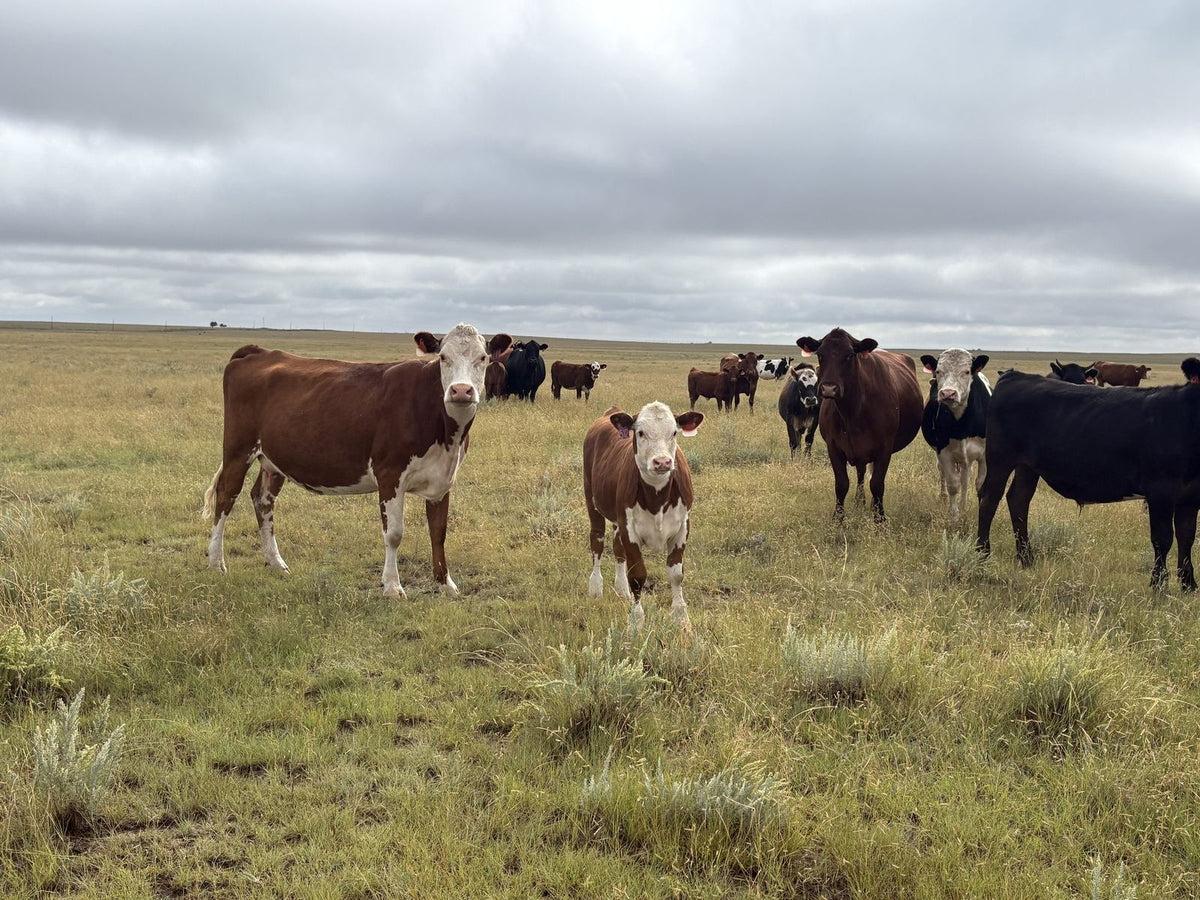 Hereford herd grazing open pasture at Winters Ranch