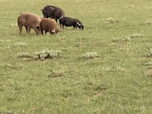Heritage pigs foraging pasture at Winters Ranch