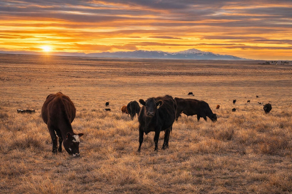 Winters Ranch cattle grazing at sunrise on the eastern Colorado plains