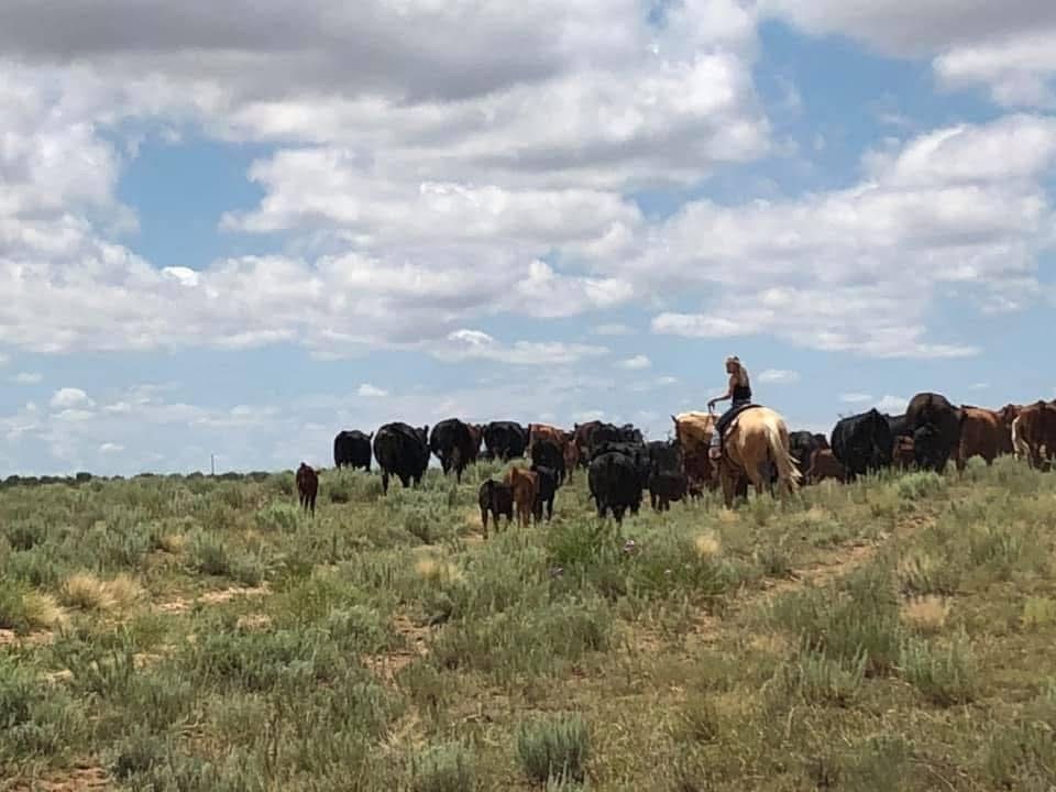 Rider moving the herd across open range at Winters Ranch